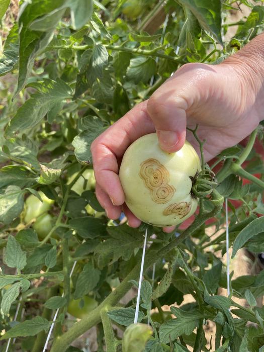 Tomato spotted wilt virus on fruit