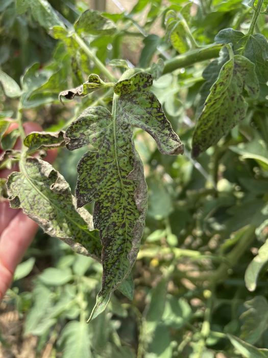 Tomato spotted wilt symptoms on tomato foliage