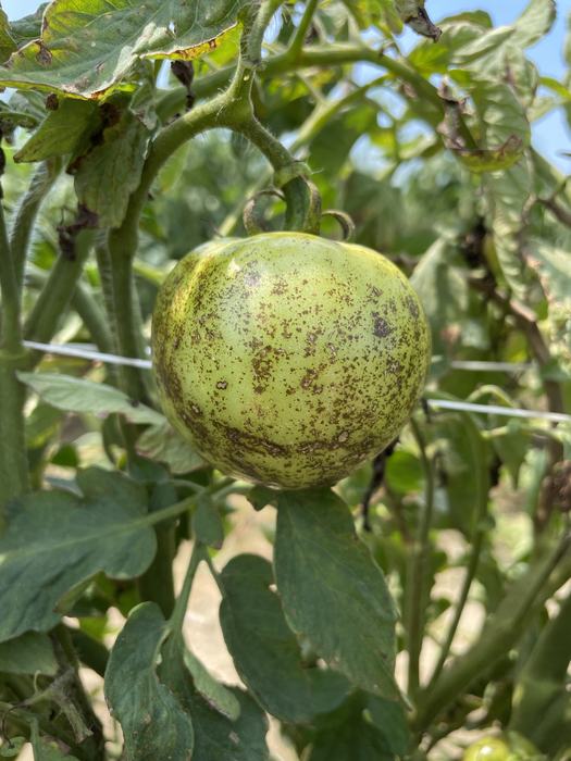 Tomato spotted wilt virus on fruit of 'Mountain Gem' tomato