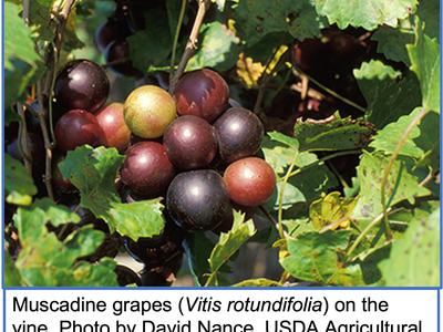 muscadine grapes on the vine