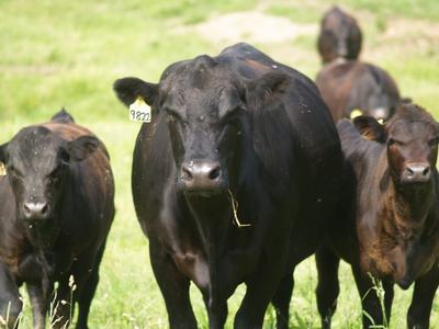 Black cow with ear tag "9822" standing in a grassy field with two calves