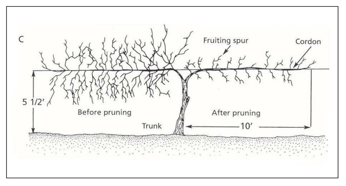 pencil drawing of pruning grapevines