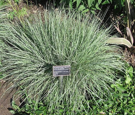 Schizachyrium_scoparium_Montrealais_ccbysa30