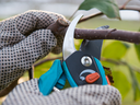 Gloved hands using pruning shears to cut a thin tree branch