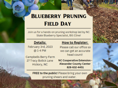 Blueberry pruning flyer