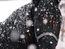 Black horse with halter standing in falling snow, snowflakes on its coat