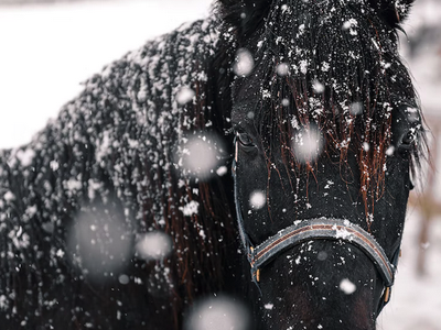Black horse with halter standing in falling snow, snowflakes on its coat