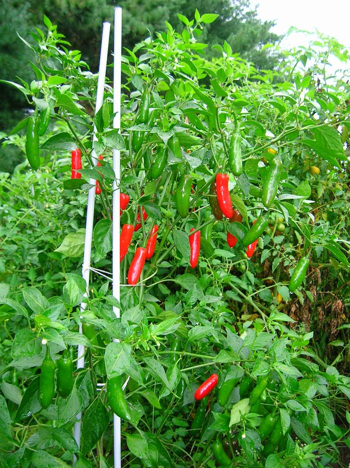 Serrano Chili Pepper Plant