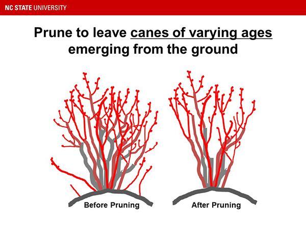 blueberry pruning guide