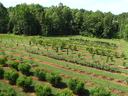 Orchard with parallel rows of young trees and mulched planting beds, forest beyond