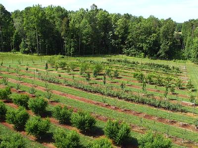 Orchard with parallel rows of young trees and mulched planting beds, forest beyond