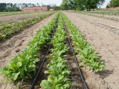 Rows of young leafy greens in a farm field with black drip irrigation lines