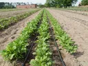 Rows of young leafy greens in a farm field with black drip irrigation lines