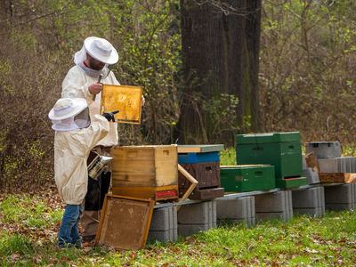 Beekeeper