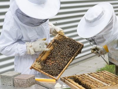 Two beekeepers in suits inspecting a honeycomb frame covered in bees