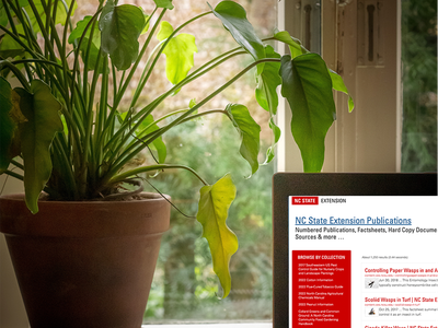 Image shows laptop near potted plant with NC State Publications Database on Screen