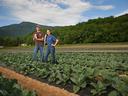 Two farm workers standing with hoes in a cabbage field with forested hills in background