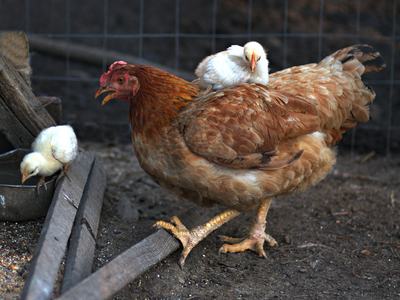 Brown hen with two yellow chicks, one perched on her back and one drinking
