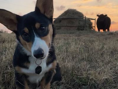 Corgi pup in a cow pasture at sunset
