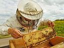 A person in beekeeping gear.