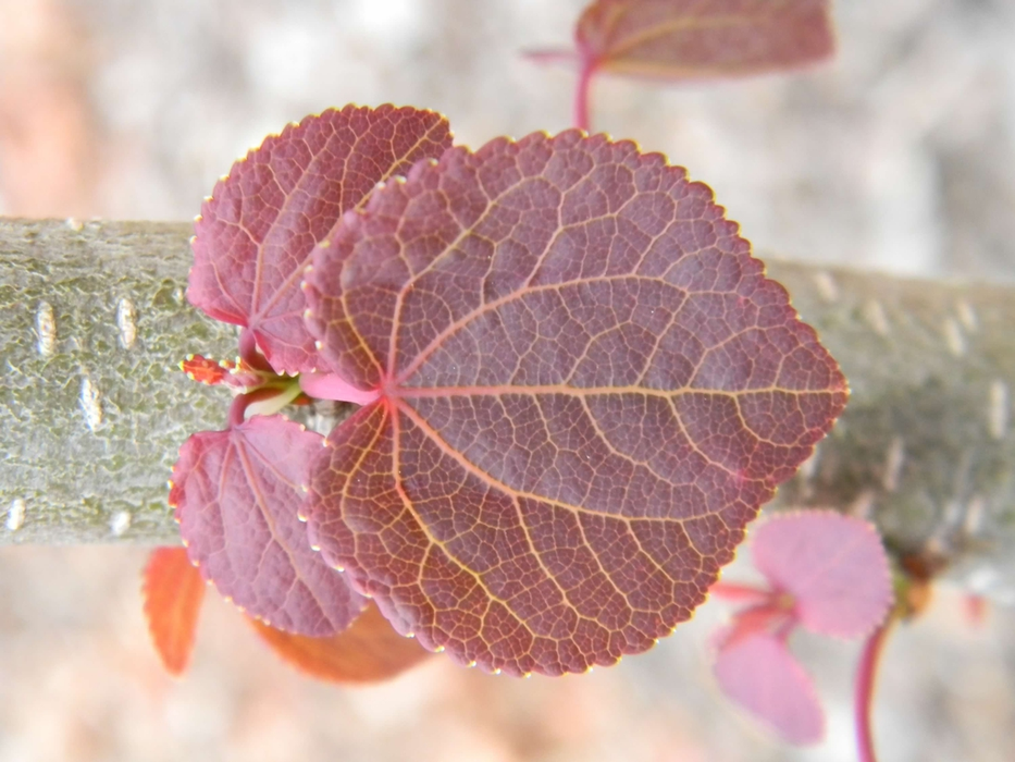 A broad red leaf on a woody trunk.