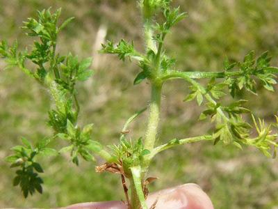 Lawn Burrweed, Sticker Weeds, How to get rid of sticker weeds, how to get rid of burrweed, getting rid of weeds in my yard, when is the best time to spray yard for weeds