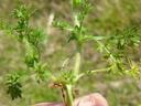 Lawn Burrweed, Sticker Weeds, How to get rid of sticker weeds, how to get rid of burrweed, getting rid of weeds in my yard, when is the best time to spray yard for weeds