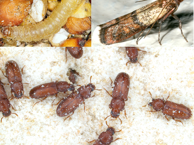 mealworms in grain, pantry beetles in white flour