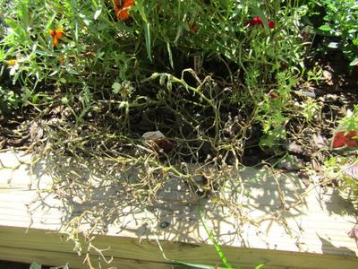 phytopthora on petunia
