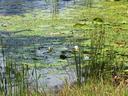 Pond surface covered with green lily pads and white water lilies near a grassy shore
