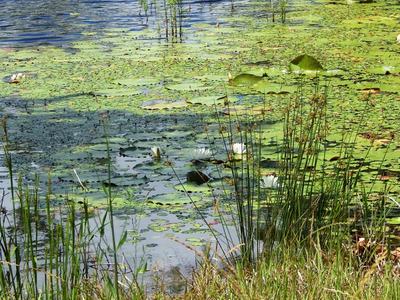 Pond surface covered with green lily pads and white water lilies near a grassy shore