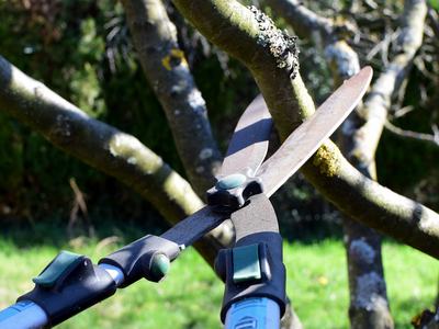Hedge shears positioned around a small tree branch ready to cut