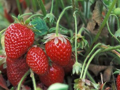 Strawberries Growing