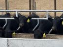 Cows eating at a trough. 