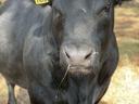 A black cow with an ear tag.