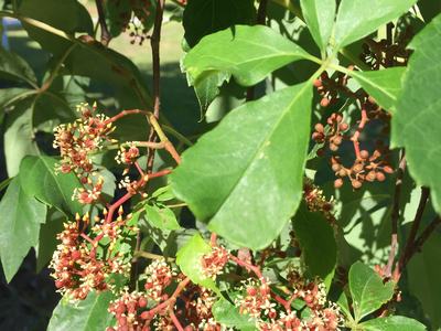 Virginia creeper flower