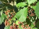Virginia creeper flower