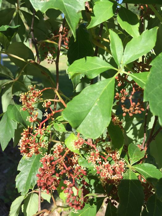 Virginia creeper flower