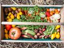 Wooden crate of garden produce: tomatoes, yellow pear tomatoes, okra, onions, strawberries