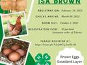 Poultry Flyer