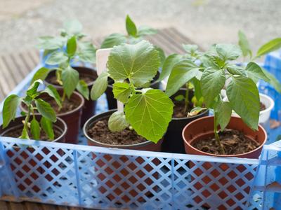 Variety of plants in starter pots in a blue basket