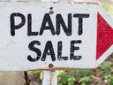 White sign with red arrow pointing to plant sale