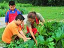 Adult and two children harvesting leafy vegetables in a raised garden bed