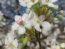 Bradford Pear Flowers Up-close