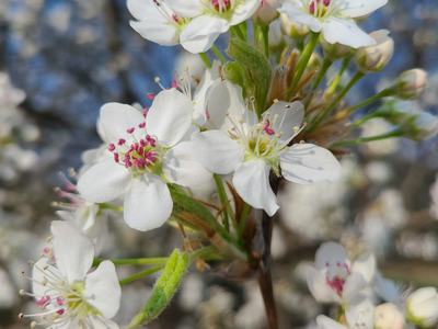 Bradford Pear Flowers Up-close