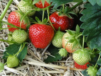 Ripe strawberries laying in straw