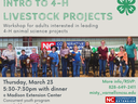 4-H Livstock Intro, Kids with heifers