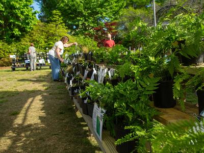 Outdoor plant sale table with potted ferns and people browsing
