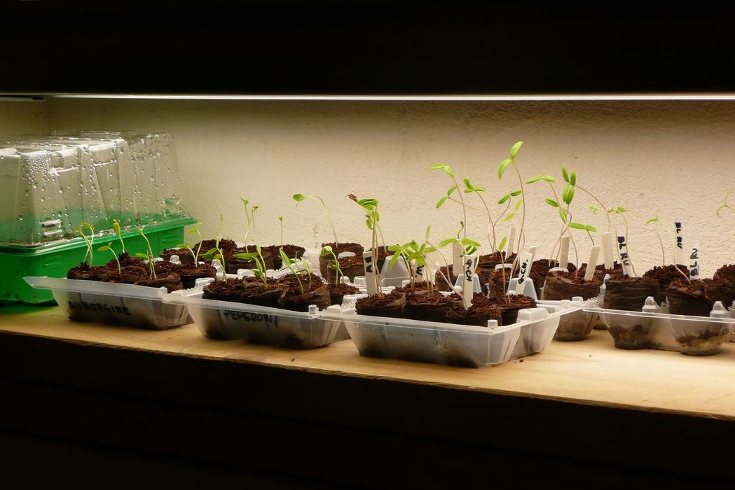 seedlings growing under lights indoors