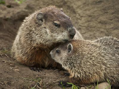 groundhog pair